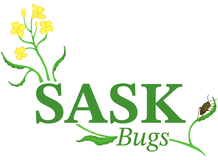 SaskBugs